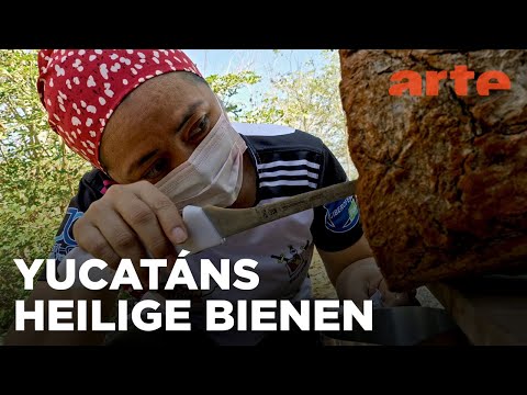 Die Honigfrauen von Yucatán - Las damas de la miel | ARTE Fernweh