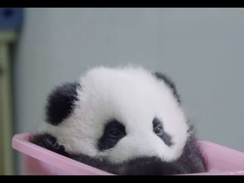 Nanny Mei: The luckiest "nanny" in the world