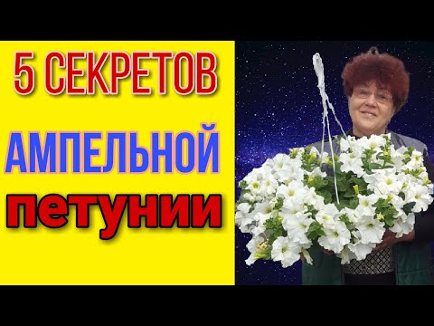 Что нужно ампельной петунии? 5 важных советов! +Обзор