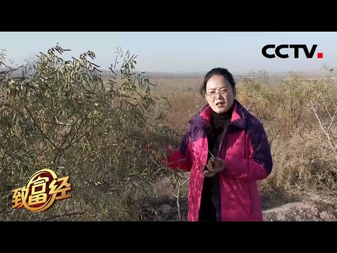 昔日戈壁滩,今成聚宝盆!甘肃奇女子荒滩地种树养羊年赚上亿元!| CCTV「致富经」20201120
