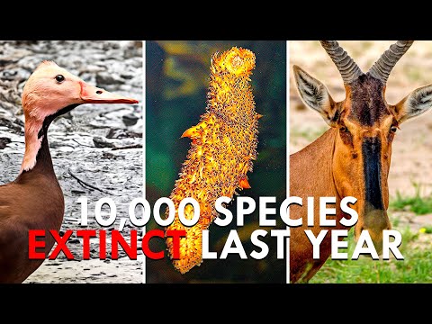 Common Animals You Didn’t Know That Have Gone Extinct