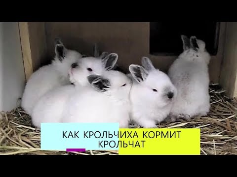 КРОЛЬЧАТА 10 дней. КАК кормит КРОЛЬЧИХА