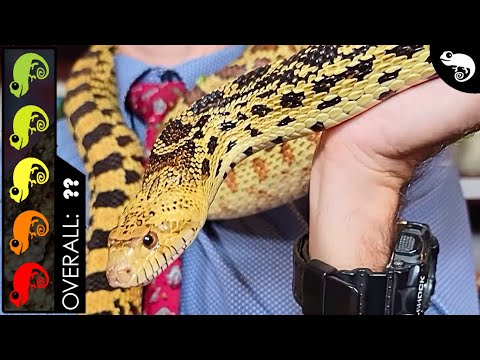 Bullsnake, The Best Pet Snake?