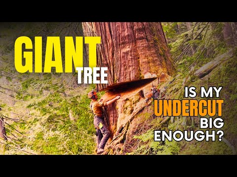 276. Full Length Double-Top 9ft Cedar