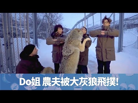 Do姐鄭裕玲 陸永 C君被大灰狼飛撲!｜闖挪威野生動物園搵珍禽異獸｜農夫商務機艙初體驗失禮人?｜晚間看地球 鄭裕玲 農夫 CC中文字幕