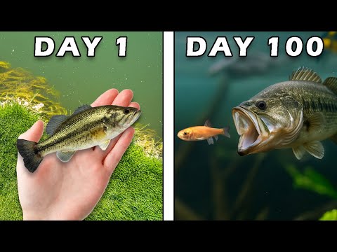 Raising a Bass for 100 Days