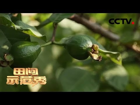 《田间示范秀》三招种好番石榴 20200217 | CCTV农业