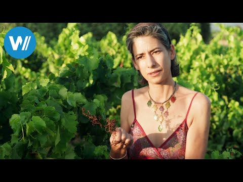 Frankreichs Winzer - Tradition trifft Passion (360° - GEO Reportage)