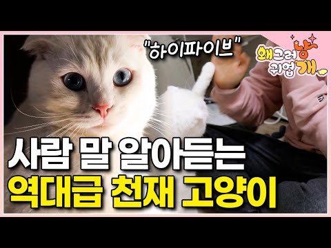 "I've never seen a cat like this before" From 'sit' to 'kiss'? 😮 The butler is troubled by the ob...