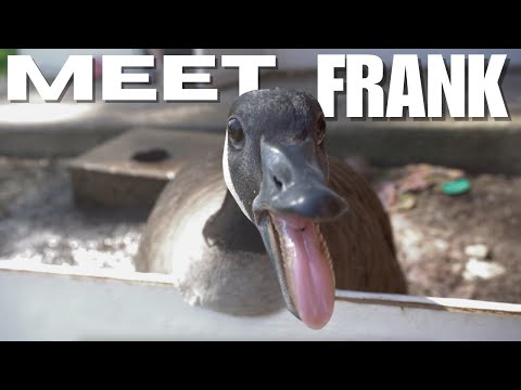 DON'T mess with *CANADIAN GEESE* #canadagoose