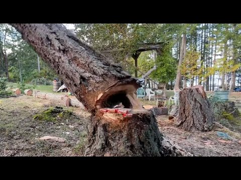 OH NO! , Rotten tree felling, I took a Chance !