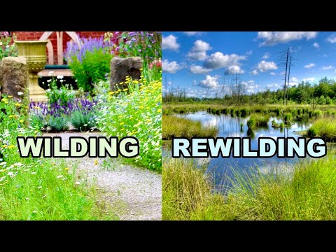 To WILD or REWILD? That Is The Question...