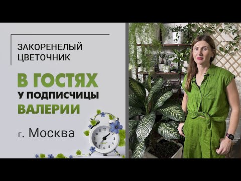 В гостях у Валерии. Москва. Такого вы еще не видели. Редкое по красоте зрелище. Стрелиции, аспарагус
