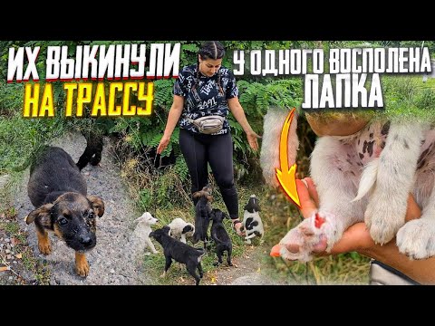 Много щенков выкинули на трассу на смерть .Я в шоке. Стерилизуйте своих собак🤬