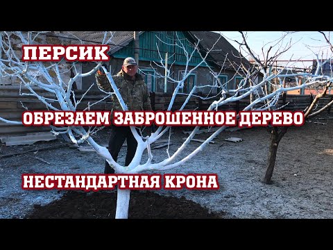Pruning an unusual peach tree / Saving the tree!!!
