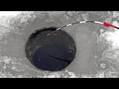 Опустил мормышку под первый лёд, ОН ПОДНЯЛ КИВОК И НАЧАЛСЯ УТРЕННИЙ ЖОР! Зимняя рыбалка 2025