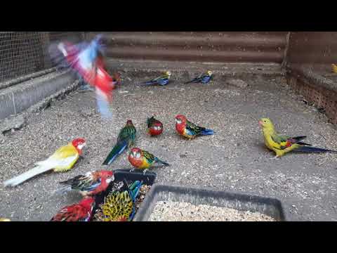 Утреннее кормление розелл, ожереловых и других попугаев.