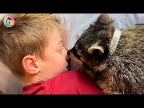 They Rescued A 5-Day-Old Baby Raccoon, Who Now Believes She Is Part Of The Family