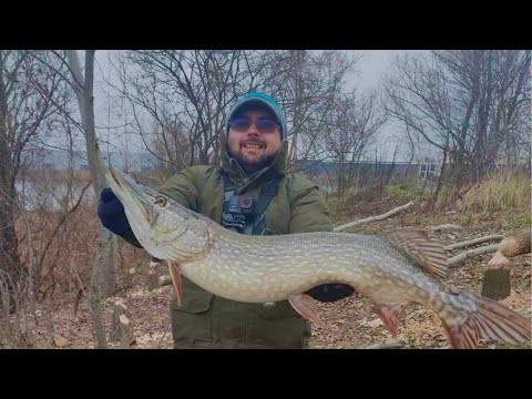 97 см чистого адреналіну! Трофейна щука сезону!!!