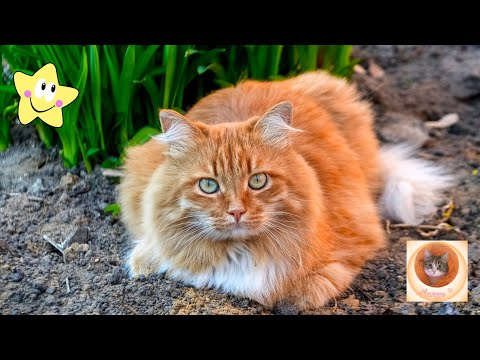 Кошачьи шалости: смех до слез