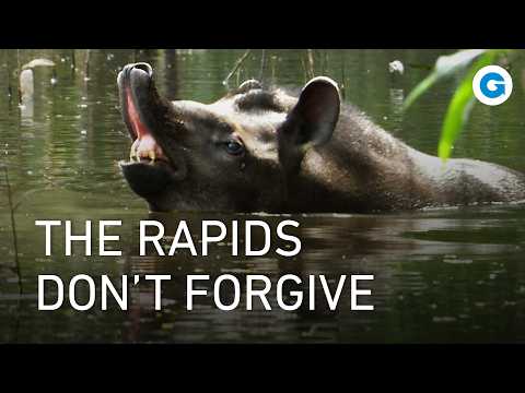 The Essequibo Journey Continues: Through Rapids, Rainforest, and Ruins | Full Documentary