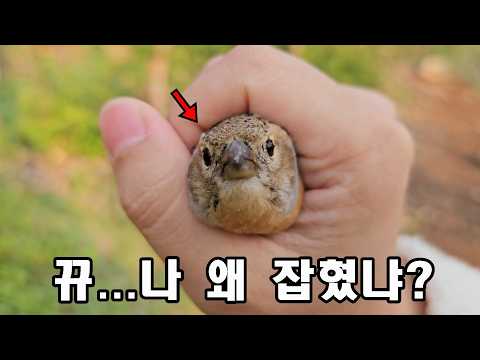 섬에서 새를 마구 잡아내는 충격적인 이유...보시면 압니다..ㅠㅠ