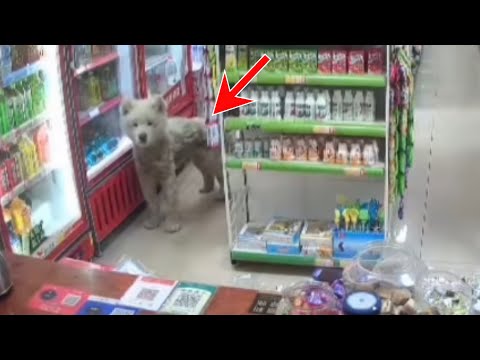 Stray Dog Got Locked in My Store... What I Found Changed Everything