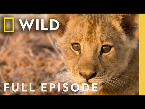 Birth of a Pride: Lion Conservation (Full Episode) | SPECIAL | Nat Geo Animals