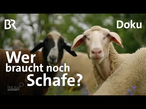 Schafe in Bayern: Werden die Alleskönner noch gebraucht? | Gut zu wissen | Doku | BR