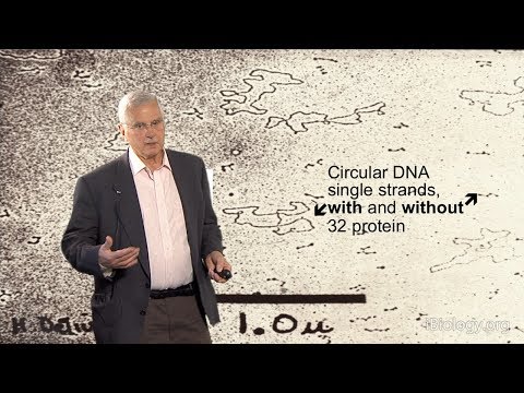 DNA Replication - Bruce Alberts (UCSF/Science Magazine)