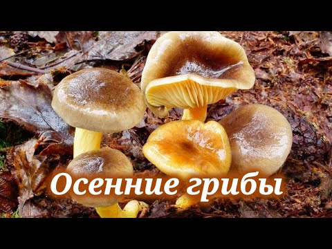 Какие грибы искать поздней осенью
