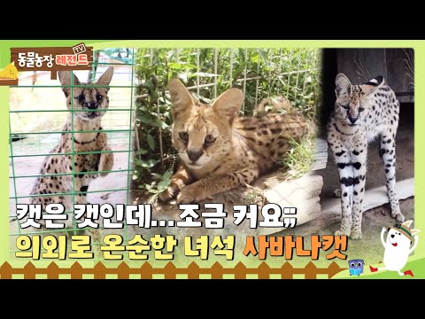[TV 동물농장 레전드/SUB] 🐱캣은 캣인데... 조금 커요;; 의외로 온순한 녀석 사바나캣 #TV동물농장 #AnimalFarm #SBSstory