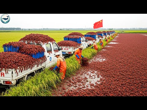 China’s Crawfish Takeover: How an American Species Became a $40 Billion Global Industry