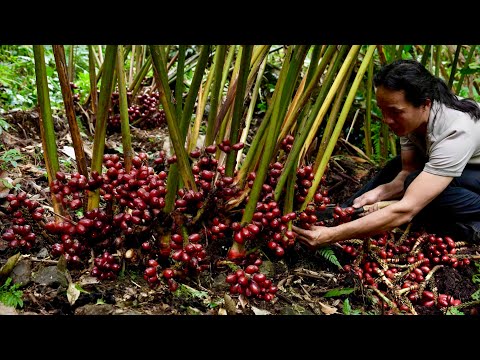 “Miracle spice” - a precious ingredient that takes 3 years to flower and bear fruit