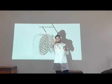 АНАТОМИЯ РЕБЕР, СТРОЕНИЕ РЕБЕР, ГРУДИНА