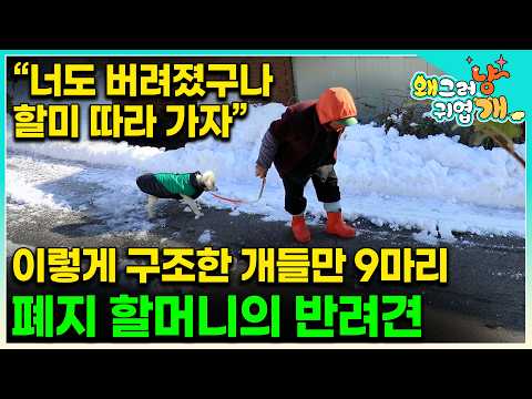 폐지 할머니의 행동으로 모두가 눈물바다가 됐다. 가족 모두를 잃고 혼자 사는 81세 할머니의 빛이 되어준 9마리의 반려견들을 위해 설쌤이 나섰다 #왜그러냥귀엽개