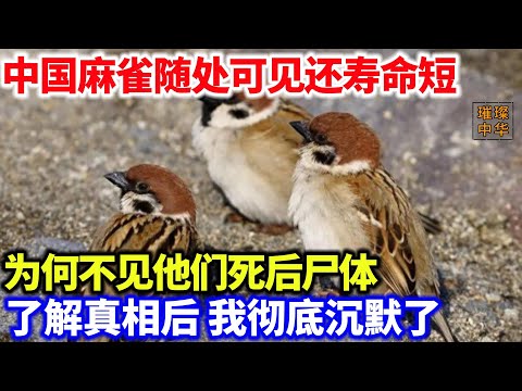 中国麻雀随处可见寿命却短，为何不见他们死后的尸体，了解真相后，我彻底沉默了#动物 #奇闻 #麻雀