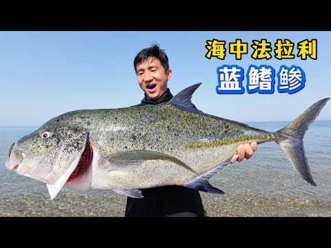 《埃及·红海》第3集：力量对决！今天第一视角感受，来自“海中法拉利”蓝鳍鲹的极致爆发力！#赶海 #抓龙虾 #潜水 #红海 #埃及 #户外