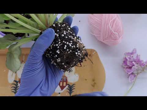 What should I do if my violet has finished blooming? How can I get it to bloom again?