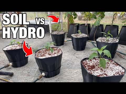 Hydro Vs Soil: The Hooch Pot Experiments