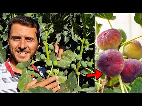 هذه النصائح ستجعل شجرة التين تثمر بغزارة وتريحك من مشكلة تساقط الثمار !(حل جميع مشاكل التين)