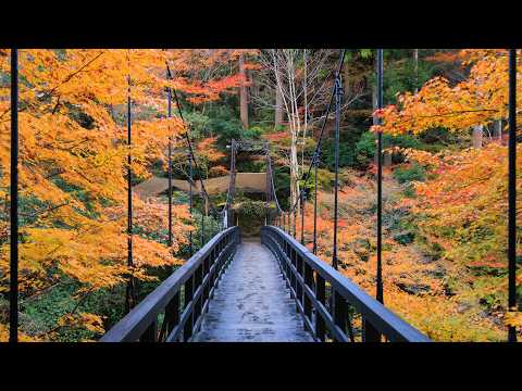 Walking Downstream in Western Mountains | Kyoto, Japan