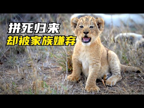 小獅子死裏逃生、千難萬險回家，媽媽和阿姨卻不要它了