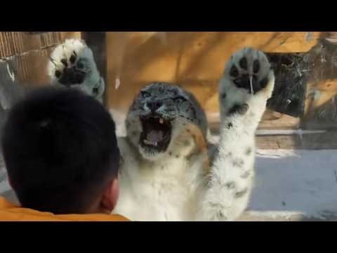 又整容又愛玩“極限運動”的雪豹？！原來雪豹也有“兩幅面孔”啊！