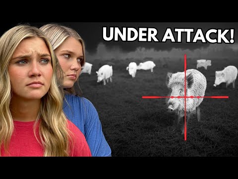 We HUNT DOWN Wild Boars DESTROYING this Farmer's Field!