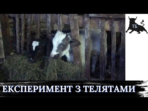 №35. Відгодівля биків в Україні. Скорочена технологія годівлі молочних телят.