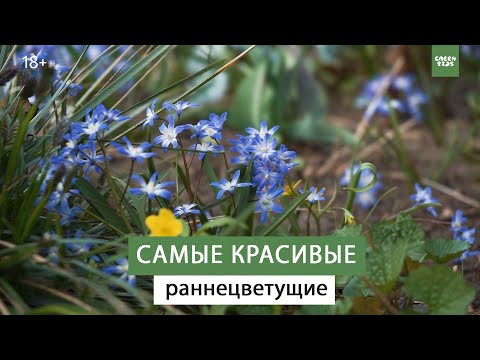 САМЫЕ РАННИЕ ЦВЕТЫ. МЕЛКОЛУКОВИЧНЫЕ