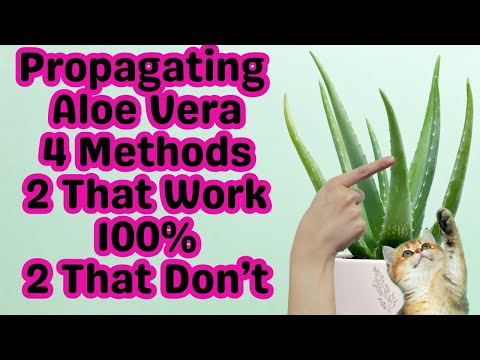 How To Propagate Aloe Vera | The Two Fastest Ways To Multiply | Step By Step From Soil To Watering