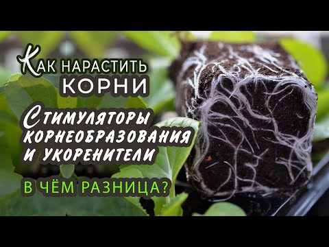 Стимуляторы корнеобразования и укоренители. Чем они отличаются?