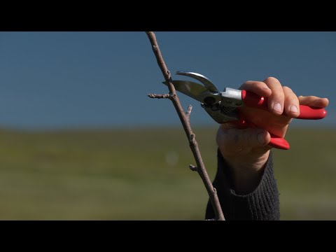WINTER PRUNING APPLE TREES...Fruit Tree Structure and a Demonstration of the Basic Pruning Cuts